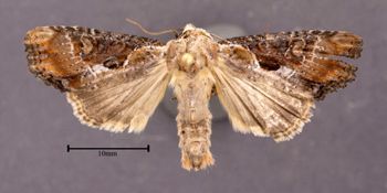 Media type: image;   Entomology 622424 Aspect: habitus dorsal view
